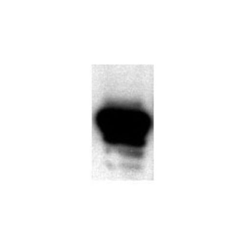 NORE1 antibody