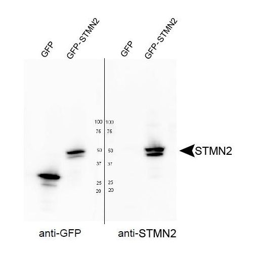 STMN2 antibody
