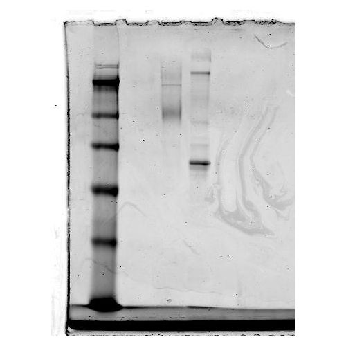 C-C chemokine receptor type 2 (CCR2 / CD192) antibody