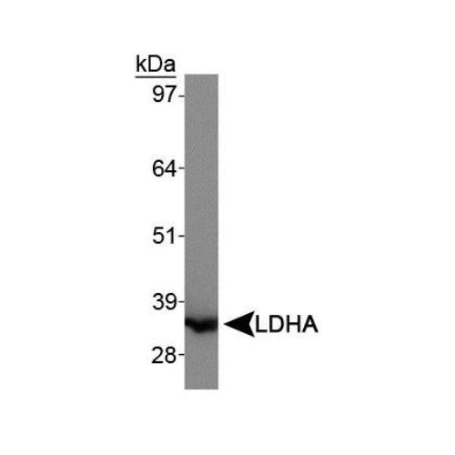 Lactate Dehydrogenase A antibody
