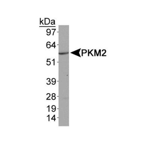 PKM2 antibody