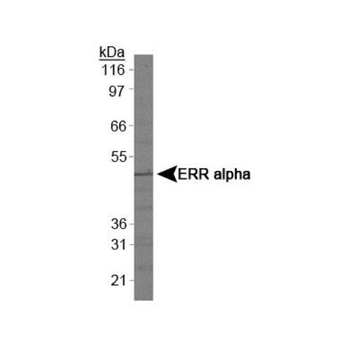 Estrogen-related receptor alpha antibody