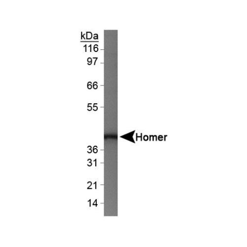 HOMER1 antibody
