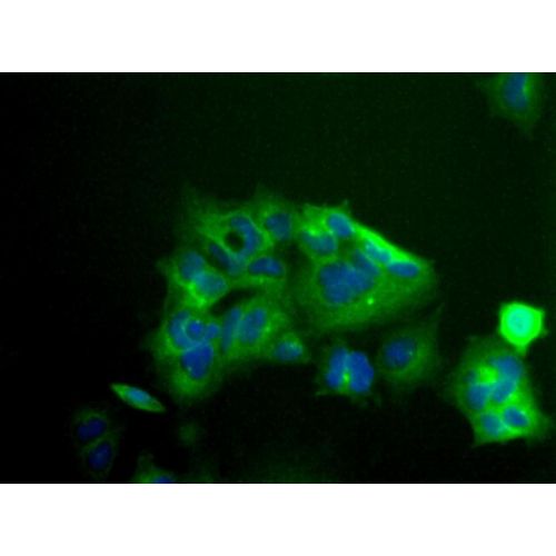 Kv1.2 antibody