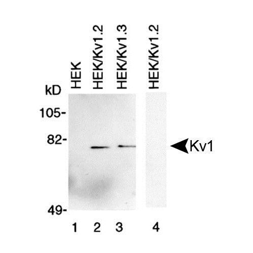 Kv1 antibody