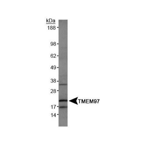 TMEM97 antibody