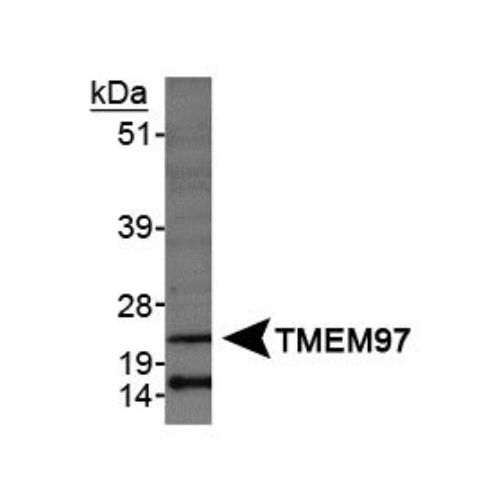 TMEM97 antibody