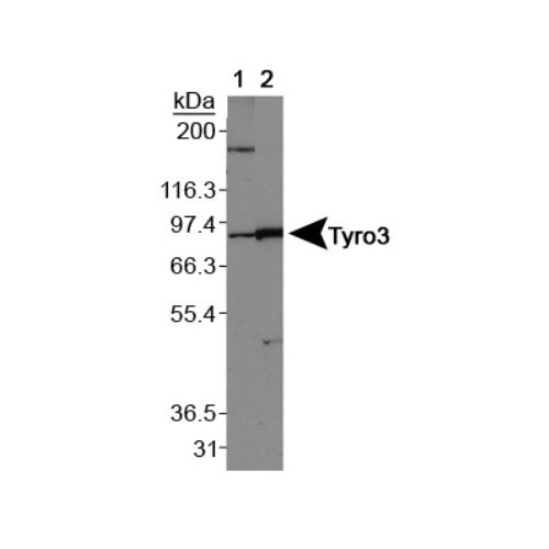 TYRO3 antibody