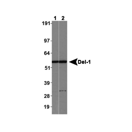 EGF-like repeat and discoidin I-like domain-containing protein 3 antibody