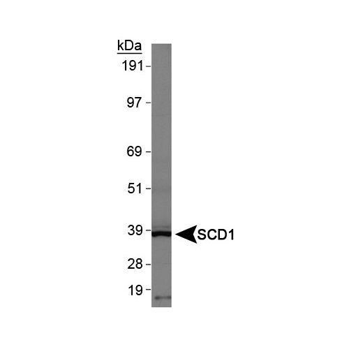 SCD antibody