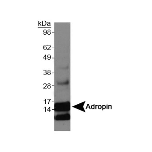 Adropin antibody