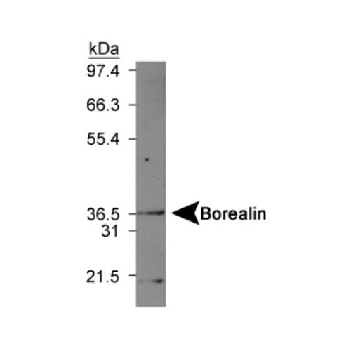 Borealin antibody