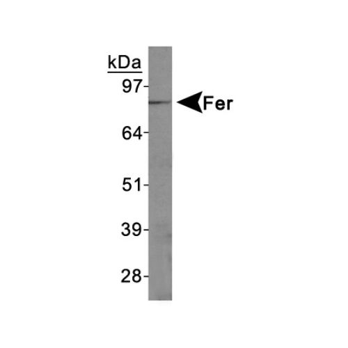 FER antibody