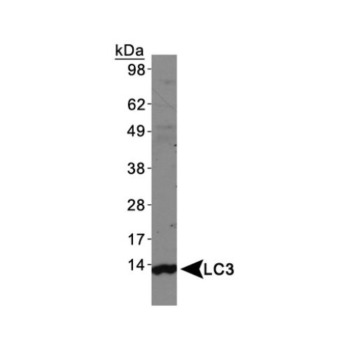 LC3A antibody