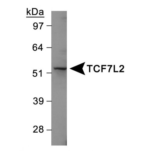 TCF7L2 antibody