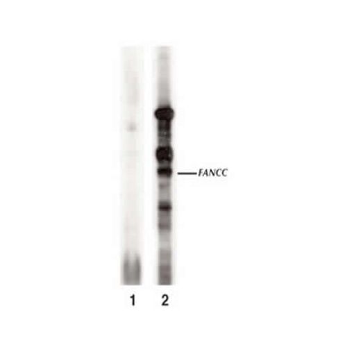 Fanconi anemia group C protein (FANCC) antibody