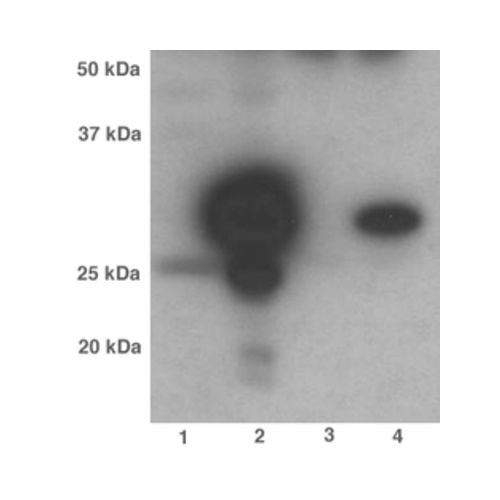 NOL3 antibody