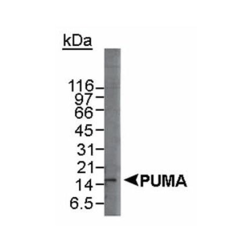 PUMA antibody