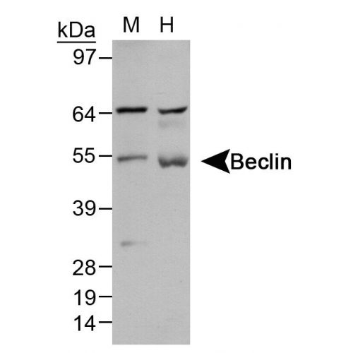 Beclin-1 antibody