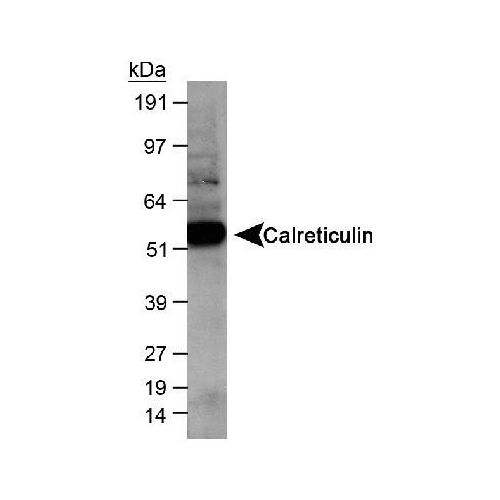 Calreticulin antibody