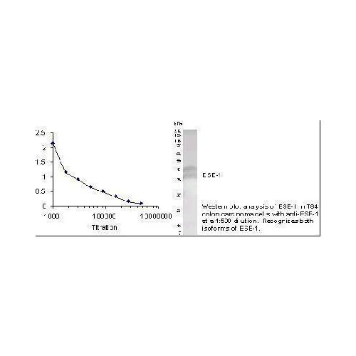 ETS-related transcription factor Elf-3 antibody