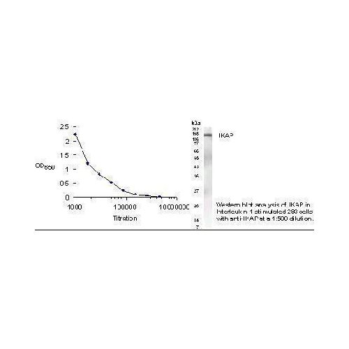 IKBKAP antibody