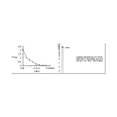 IKBKAP antibody