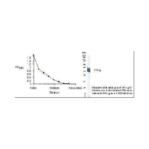 IKK-gamma antibody