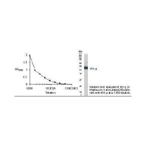 IKK-gamma antibody