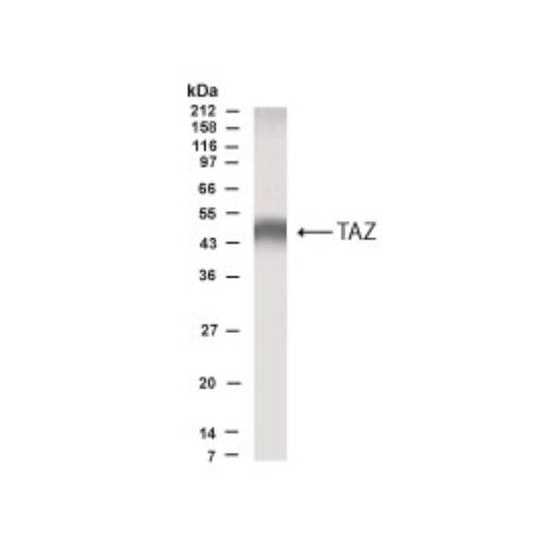 TAZ antibody