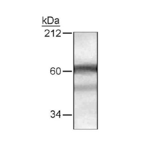 HDAC10 antibody