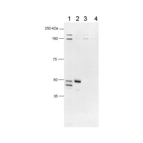 FOXP3 antibody