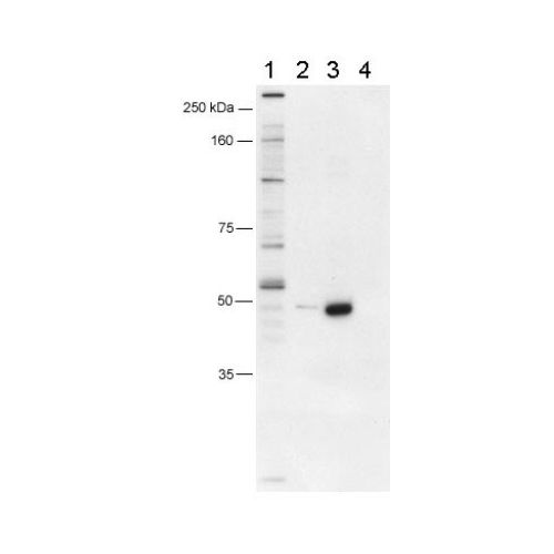 FOXP3 antibody