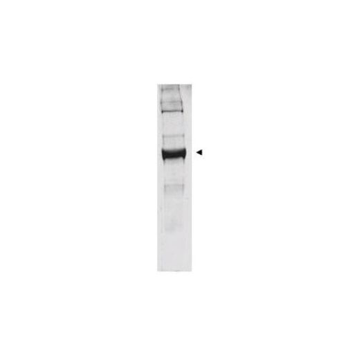 Glutamate Dehydrogenase antibody