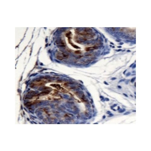 Anterior gradient protein 2 homolog (AG-2) antibody