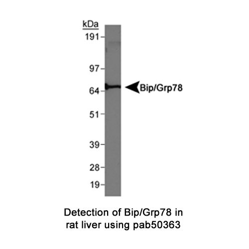 GRP78 antibody