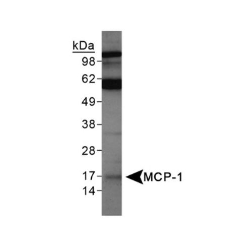 MCP1 antibody