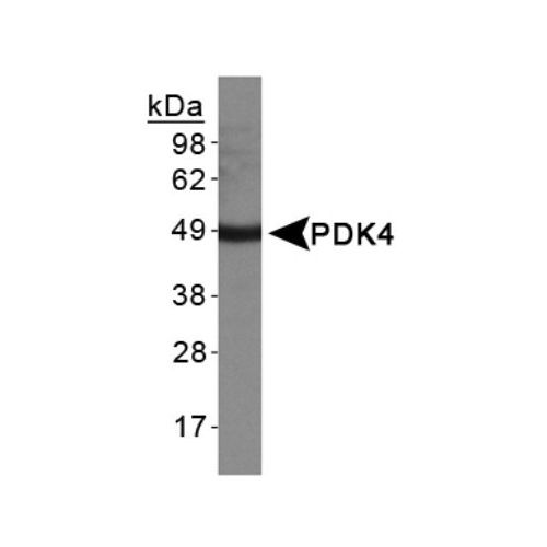 PDK4 antibody