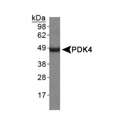 PDK4 antibody