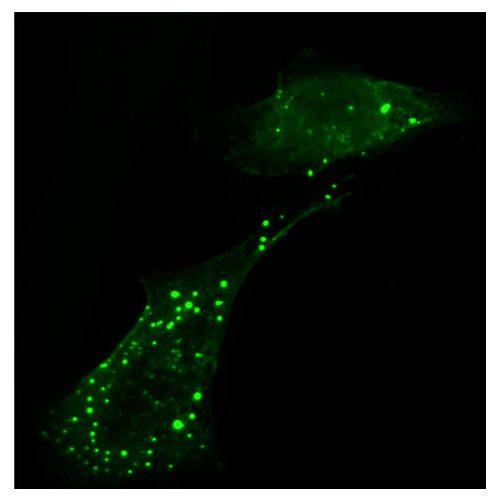 KIBRA antibody (7D11)