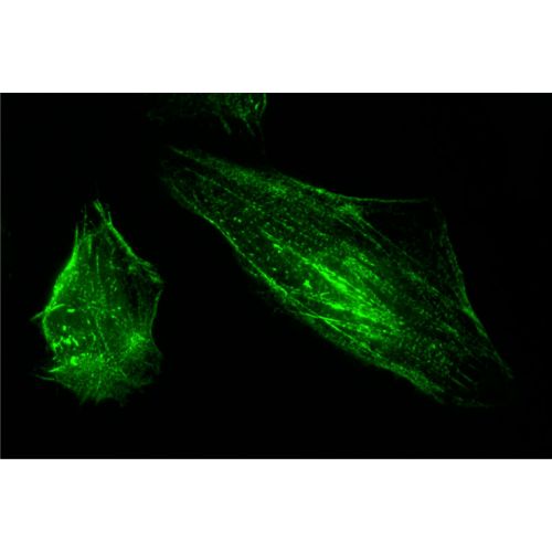 AMOT antibody (7D9)