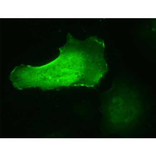 TAZ antibody (12E8)