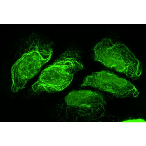 RASSF1 antibody