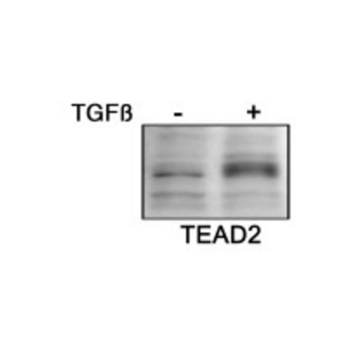 TEAD-2 antibody