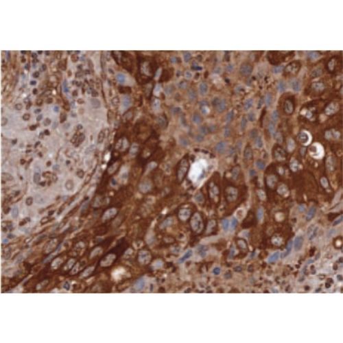 Tubulin beta-III antibody (Tuj -1)