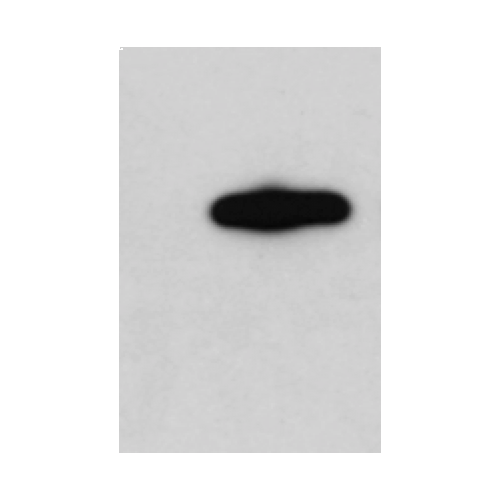 CD11b antibody