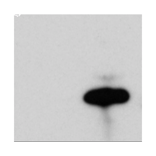 CD11d antibody