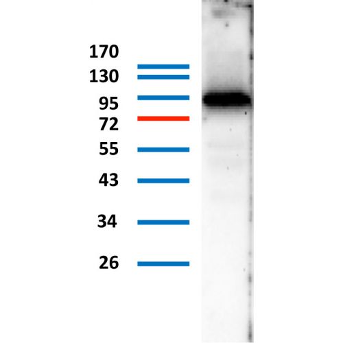 Transglutaminase-1 antibody