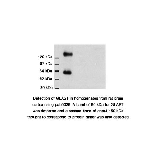 Excitatory amino acid transporter 1 antibody