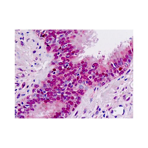 MAT / MAT1A (aa114-144) antibody